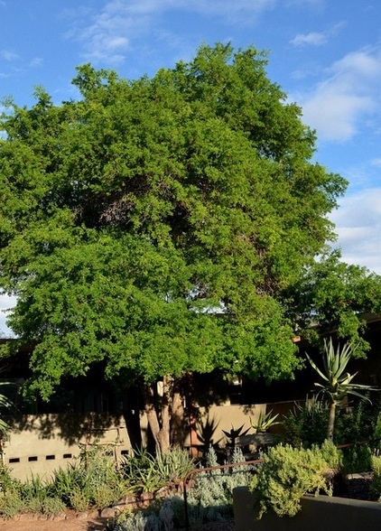 Great Design Plant: Ebenopsis Ebano