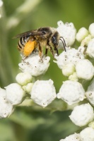 Look for Long-Horned Bees on Summer's Flowers