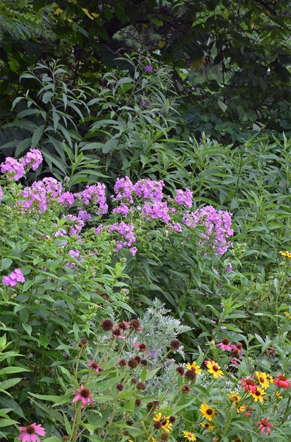 Rustic Landscape NY Ironweed