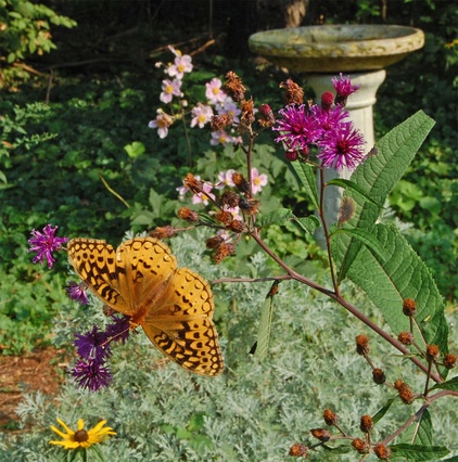 Rustic Landscape NY Ironweed