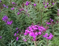 Great Design Plant: Vernonia Noveboracensis