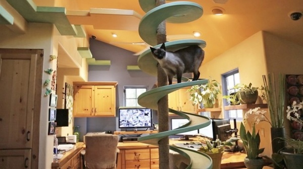 Incredible Home Catwalks Make for Purr-fectly Happy Felines