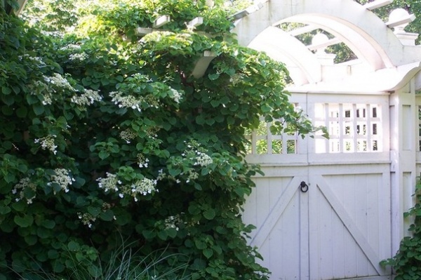 6 Deer-Resistant Flowering Vines to Plant This Fall