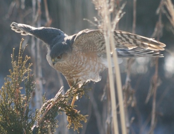 We Bust 4 More Native Plant Myths