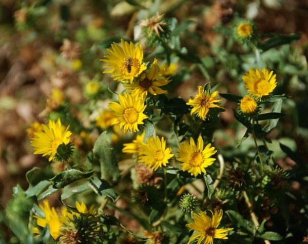 Great Design Plant: California Grindelia Species for Beneficial Insects