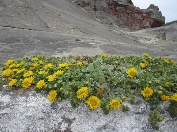 Great Design Plant: California Grindelia Species for Beneficial Insects