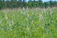 Great Design Plant: Please Bumblebees by Planting Baptisia Lactea