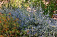 10 Plants for Colorful Fall Blooms in the Drought-Tolerant Garden