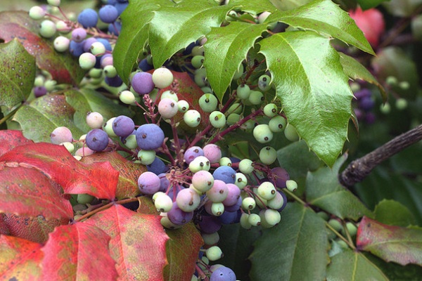 Landscape Mahonia Aquifolium