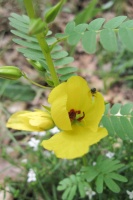 Great Design Plant: Chamaecrista Fasciculata Brightens City Boulevards