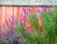 Great Design Plant: Salvia Leucantha