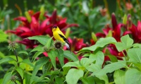 Backyard Birds: How to Attract American Goldfinches