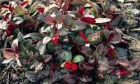 6 Deer-Resistant Ground Covers to Plant This Fall