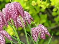 7 Delightfully Different Bulbs for Your Spring Garden