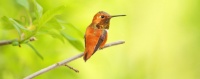 Backyard Birds: Invite Entertaining Hummingbirds Into Your Garden