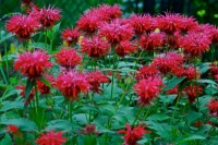 10 Deer-Resistant Native Flowers to Plant This Fall