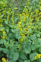 Great Design Plant: Solidago Flexicaulis Colors the Fall Shade Garden