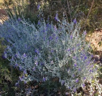 Great Design Plant: Teucrium Fruticans for Drought-Tolerant Gardens