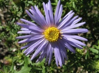 Great Design Plant: Skyblue Aster (Symphyotrichum Oolentangiense)