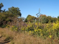 Great Design Plant: Solidago Speciosa