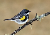 Backyard Birds: The Wonder of Warblers