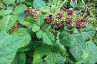 Great Design Plant: Aralia Racemosa Is a Stately Specimen for the Shade