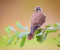 Backyard Birds: Create a Home for American Kestrels