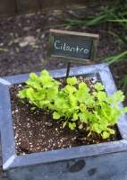 Herb Garden Essentials: Versatile Cilantro Adds Flavor to Herb Gardens