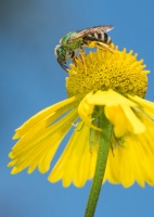 Look for Metallic Green Sweat Bees Visiting Your Garden This Fall
