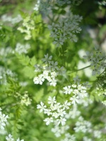 Herb Garden Essentials: Discover Delicate Chervil