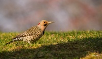 Backyard Birds: Healthy Home Habitats for Northern Flickers