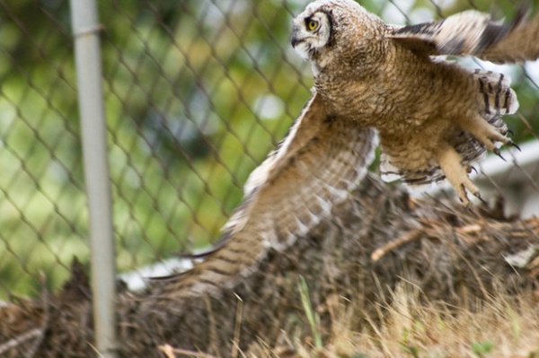 Backyard Birds: Go Owling in October
